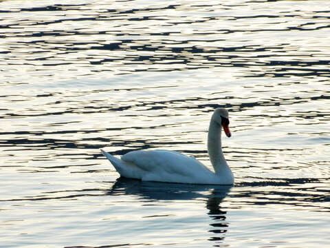 Image of Mute Swan