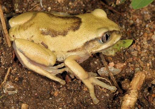 Leptopelinae Laurent 1972的圖片