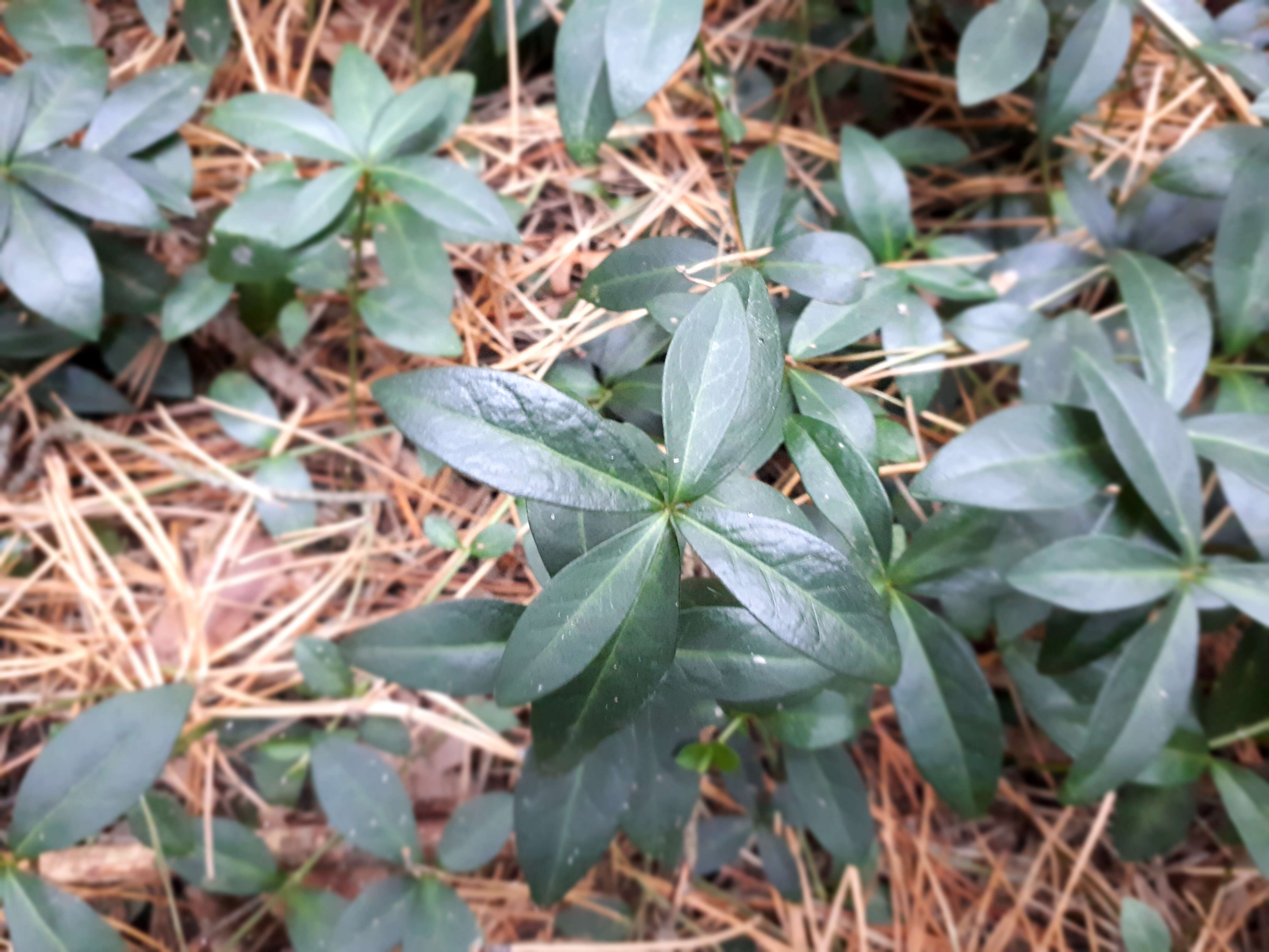 Image of Common Periwinkle