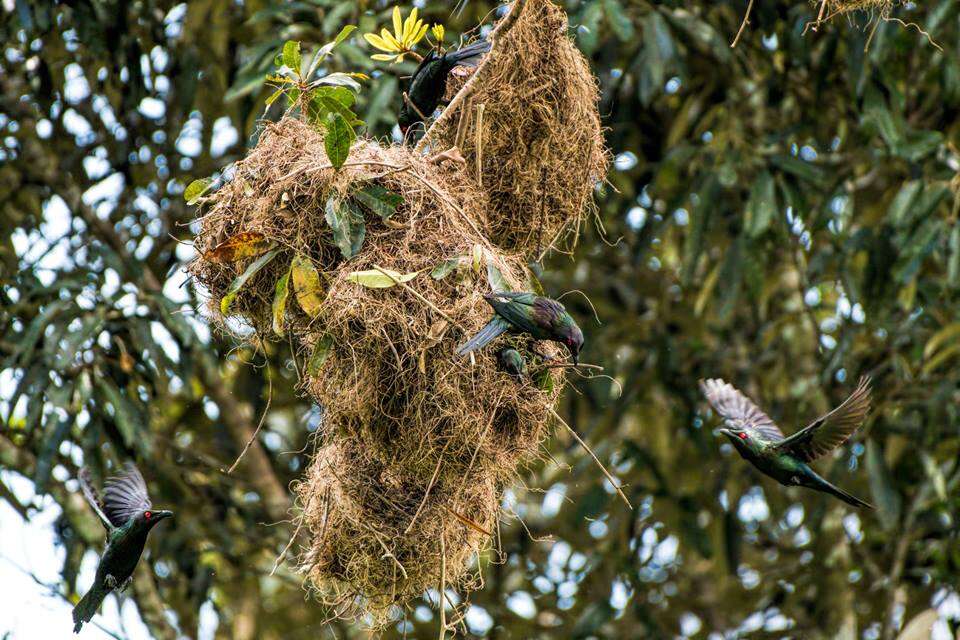 Image of Metallic Starling