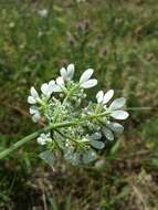 Orlaya grandiflora (L.) Hoffm. resmi