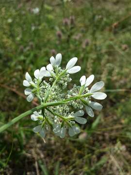 Orlaya grandiflora (L.) Hoffm. resmi