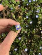 Image of birdeye speedwell