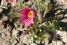 Image of Eastern Pasque Flower