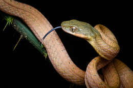 Image of Black-headed Cat Snake