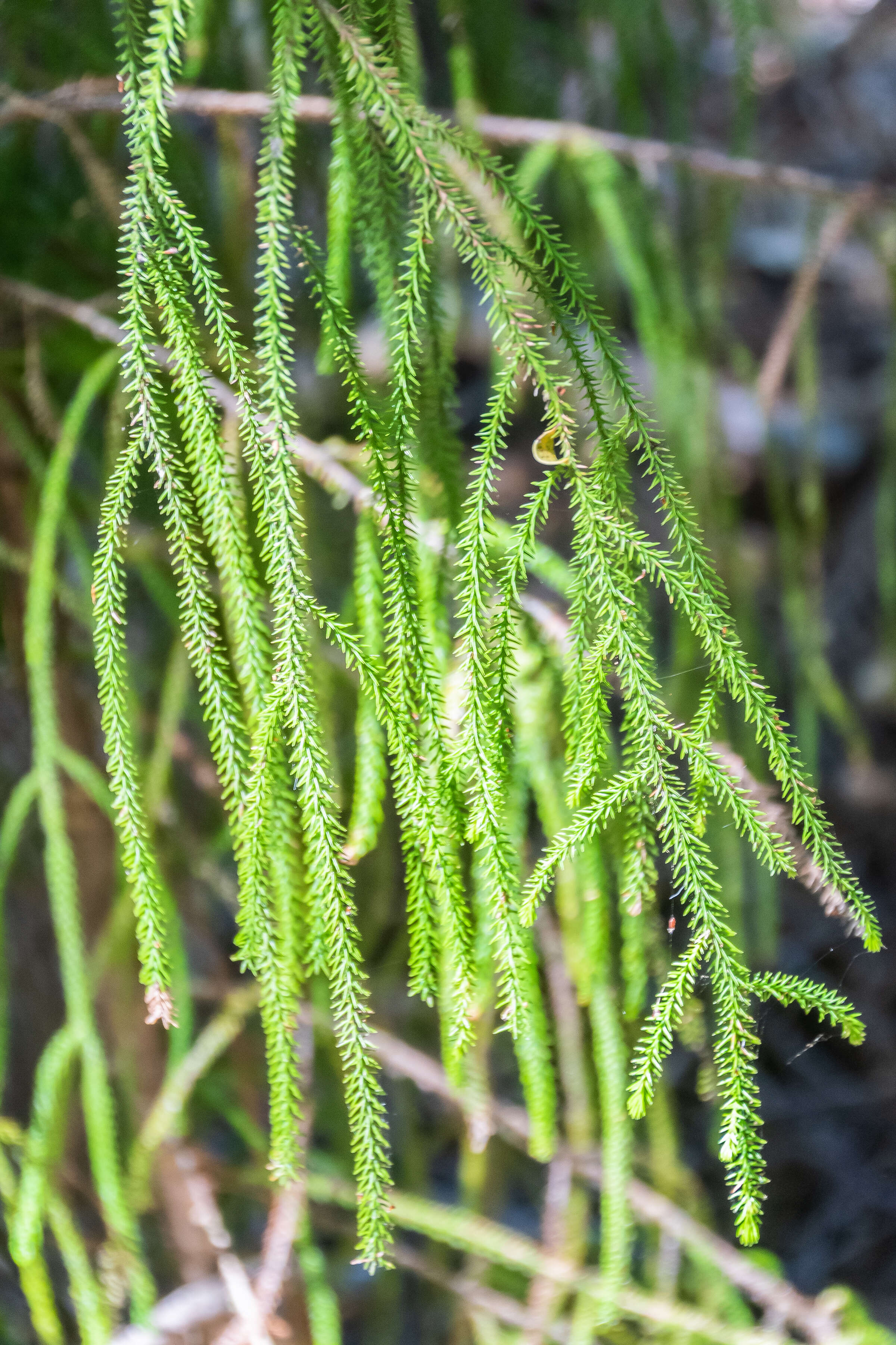 Image of Dacrydium