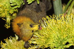 Image of Gray-headed Flying Fox