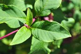 Image of American Nightshade