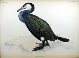 Image of Phalacrocorax Brisson 1760