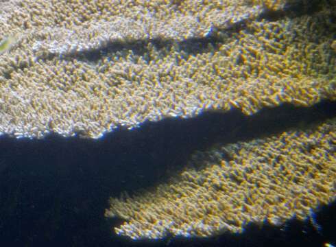 Image of Acropora latistella (Brook 1892)