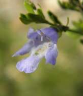 Imagem de Prostanthera parvifolia Domin