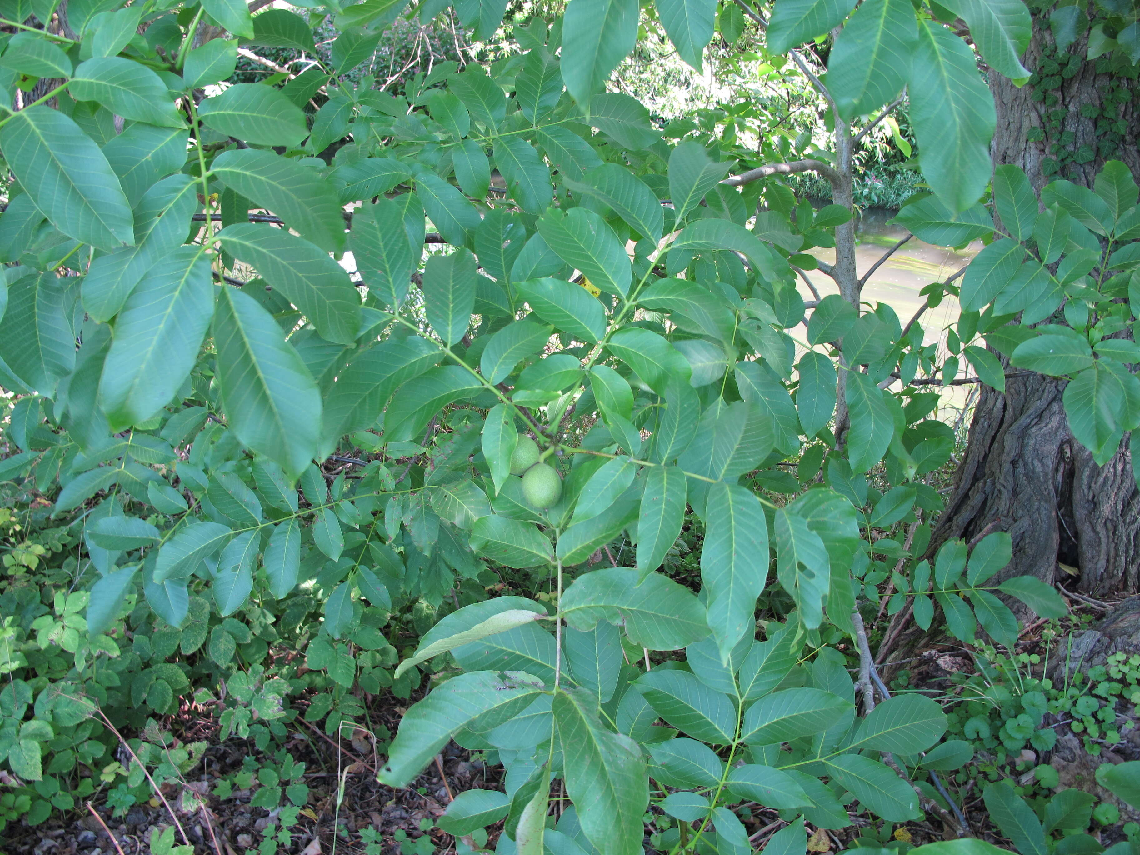 Image of Common walnut