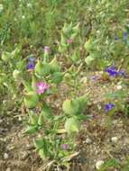 Image de Silene conoidea L.