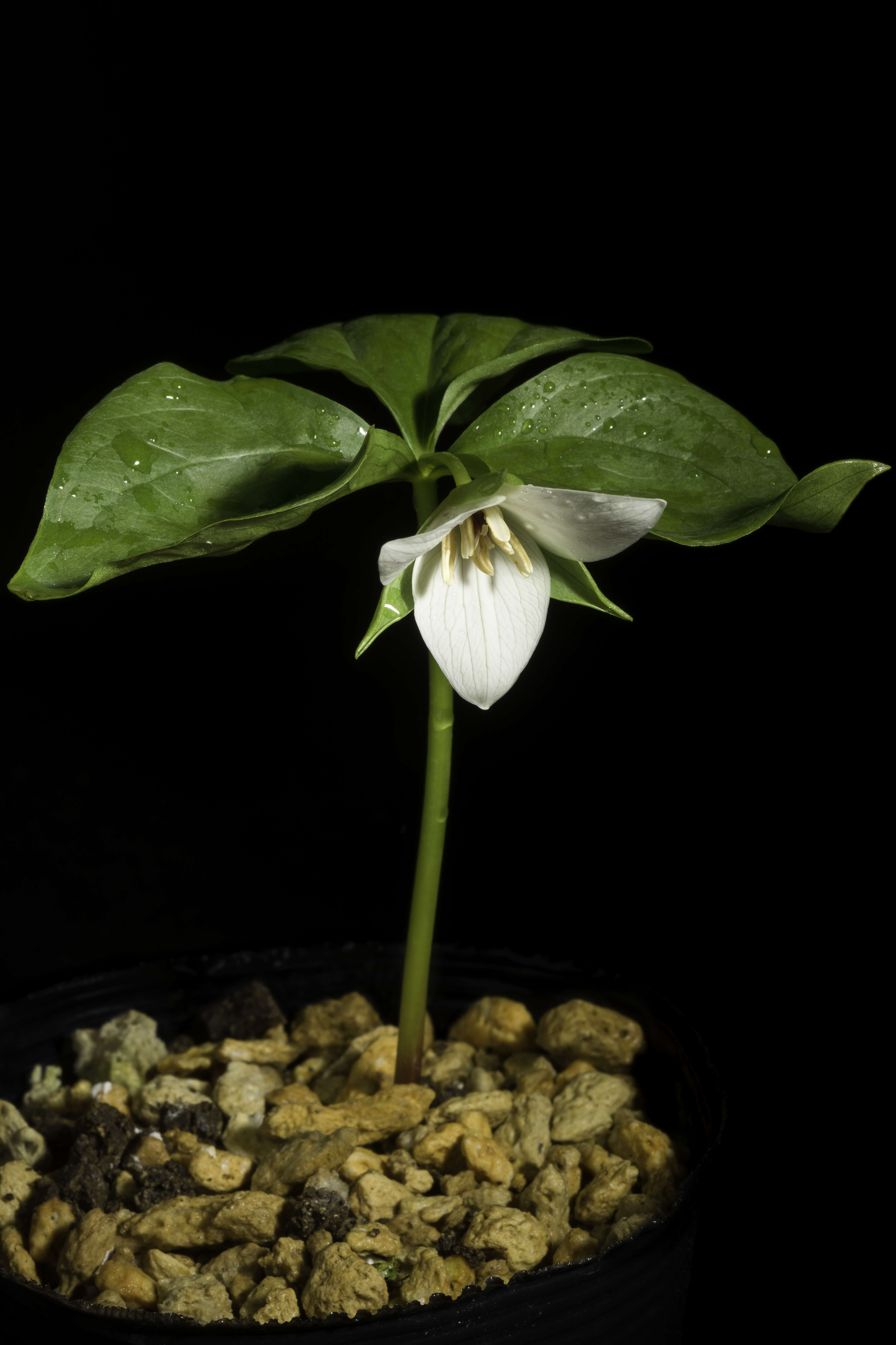 Imagem de Trillium sulcatum T. S. Patrick