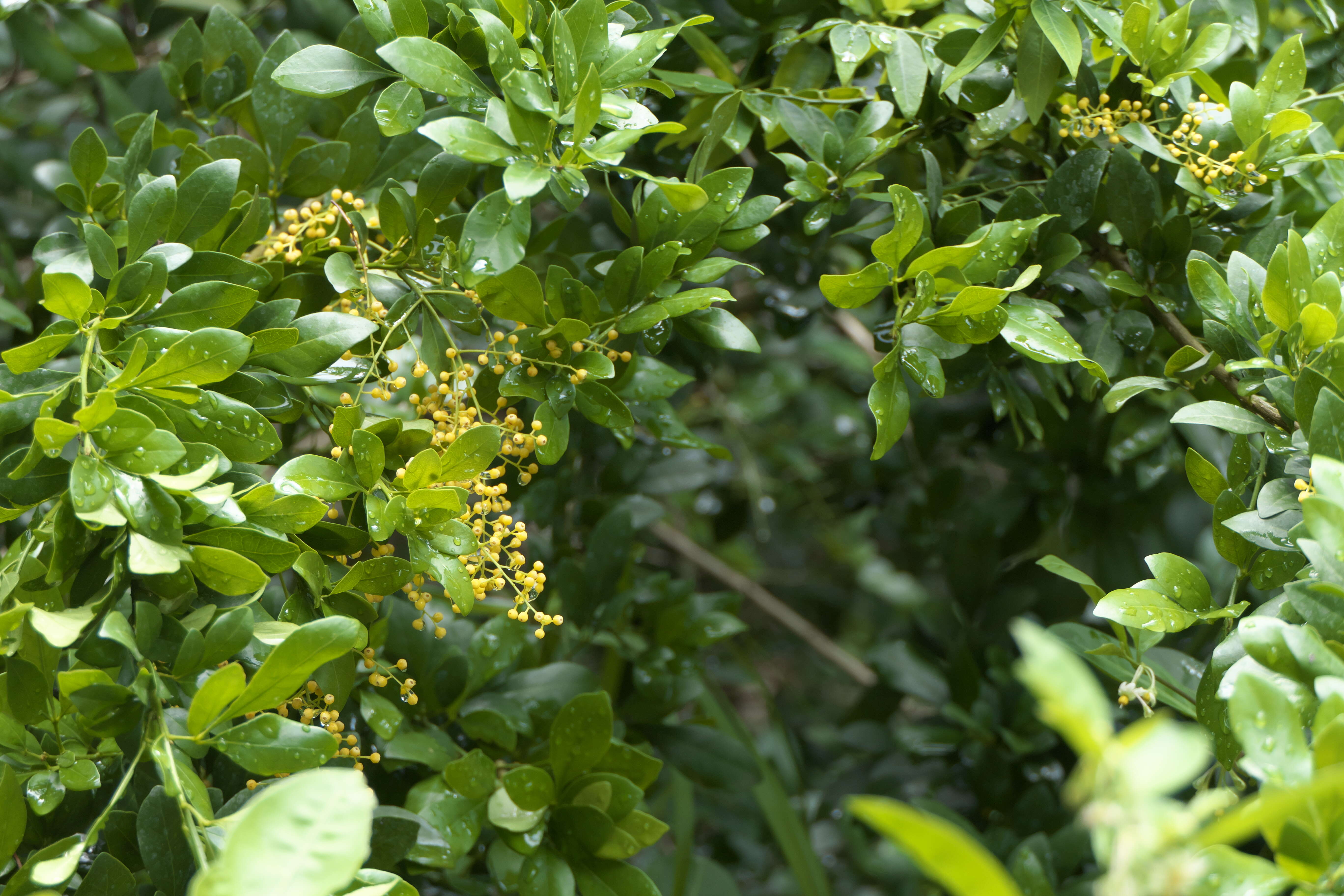 Image of Chinese perfume tree