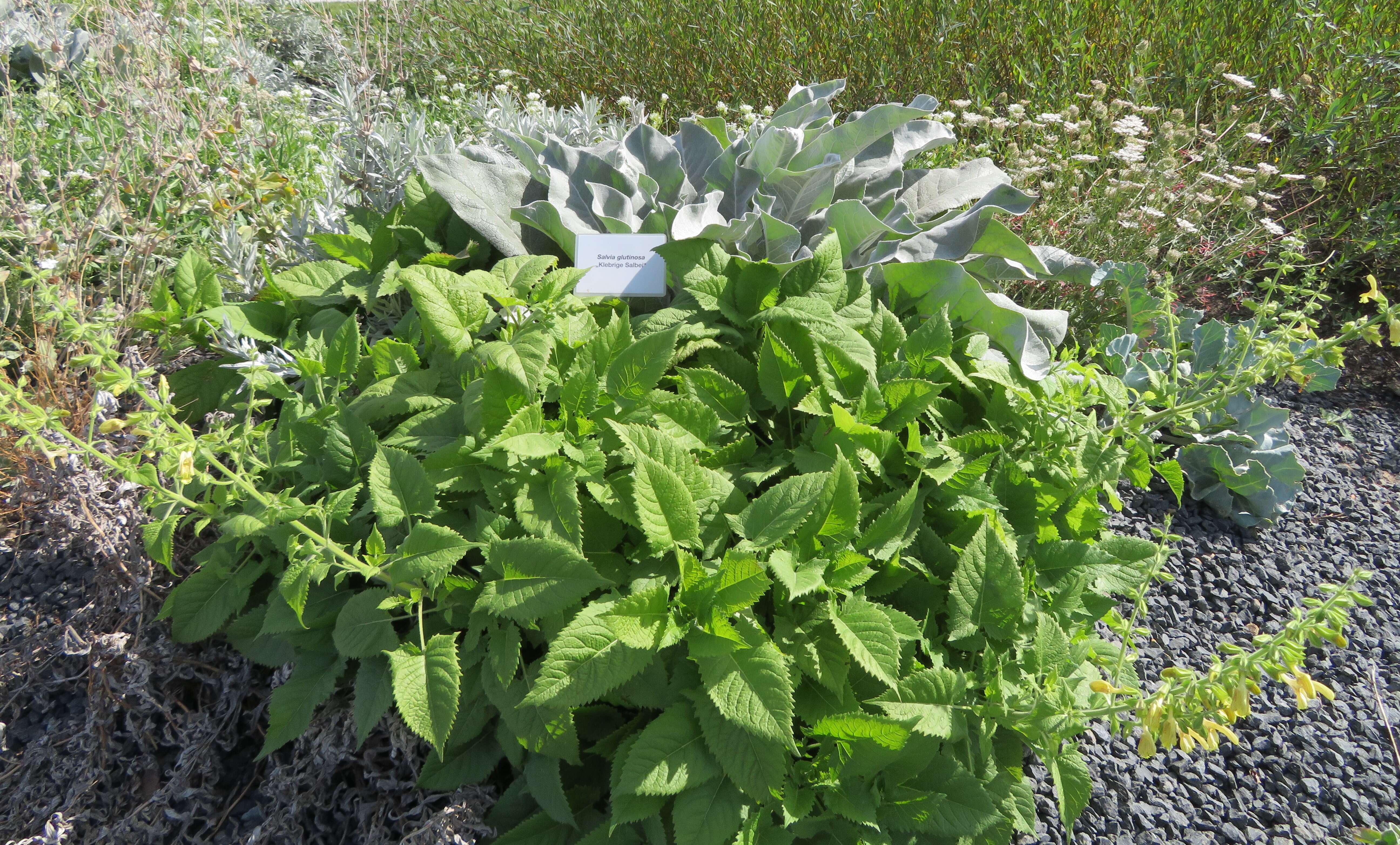 Imagem de Salvia glutinosa L.