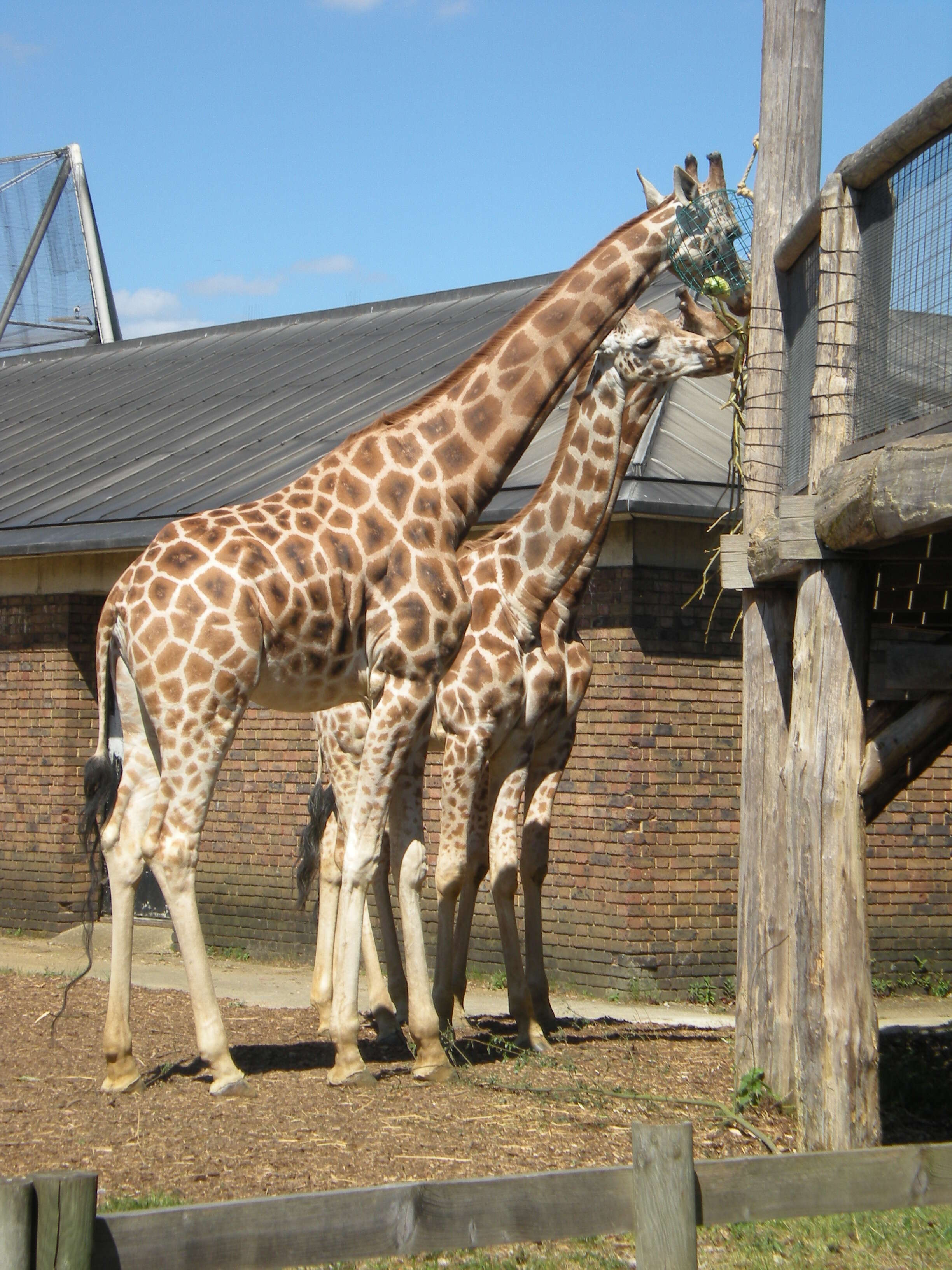 Image of Giraffe