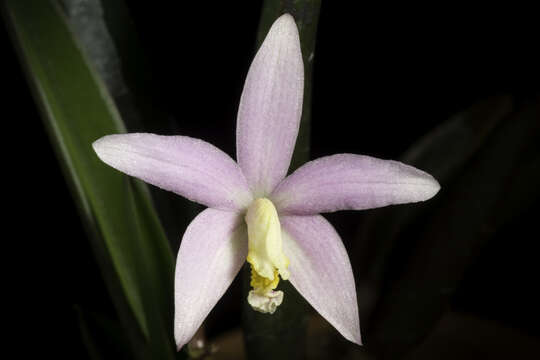 Image of Cattleya reginae (Pabst) Van den Berg