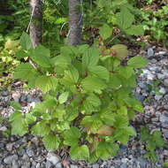 Imagem de Viburnum edule (Michx.) Raf.