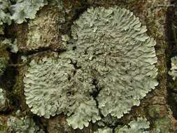 Image of Mustard lichen