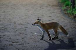 Image of Vulpes vulpes schrencki Kishida 1924