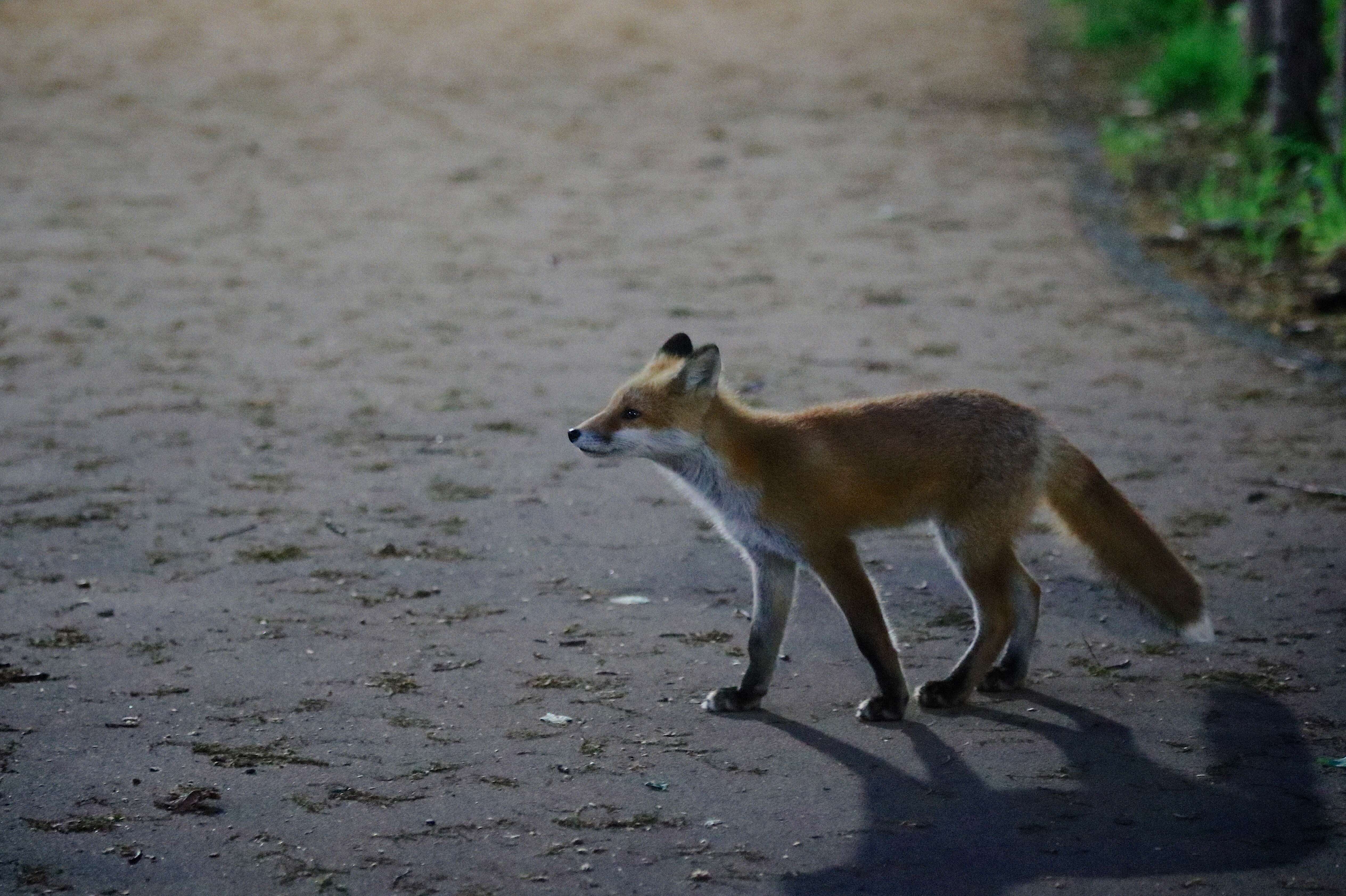 Imagem de Vulpes vulpes schrencki Kishida 1924