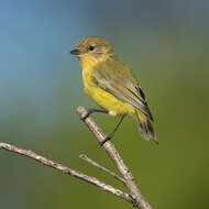 Image of Yellow Thornbill