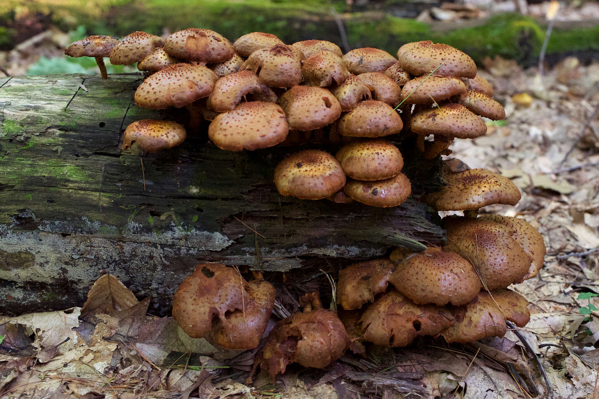 Pholiota squarrosa (Vahl) P. Kumm. 1871 resmi