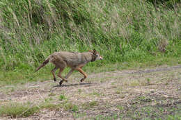 Image of Red wolf