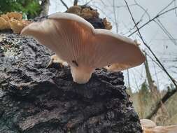 Image of Pleurotus ostreatus (Jacq.) P. Kumm. 1871