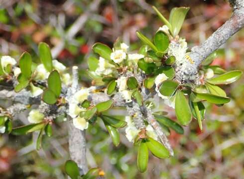 Image of Melicytus alpinus (Kirk) P. J. Garnock-Jones