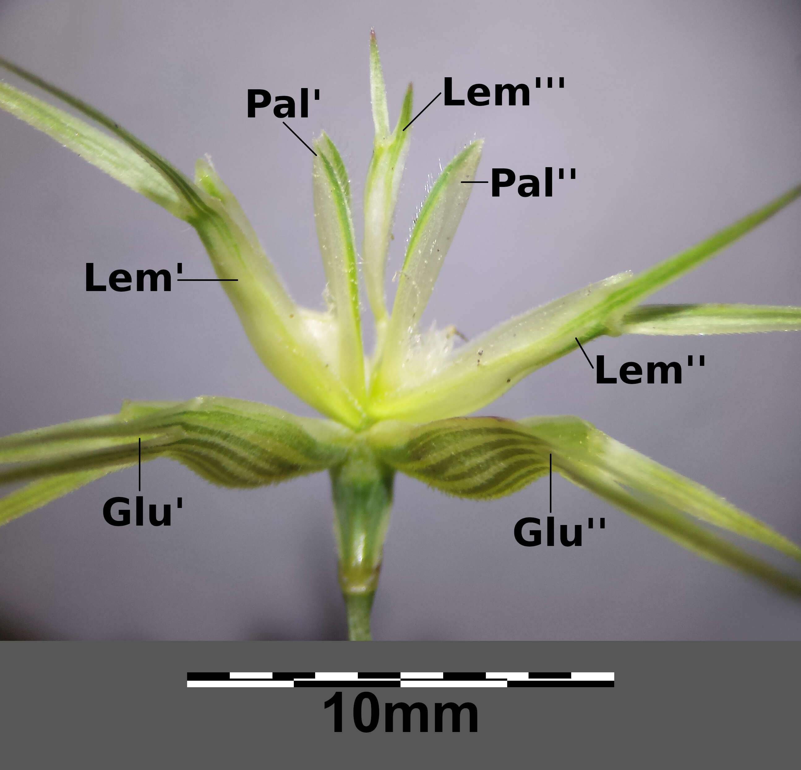 Image de Aegilops geniculata Roth