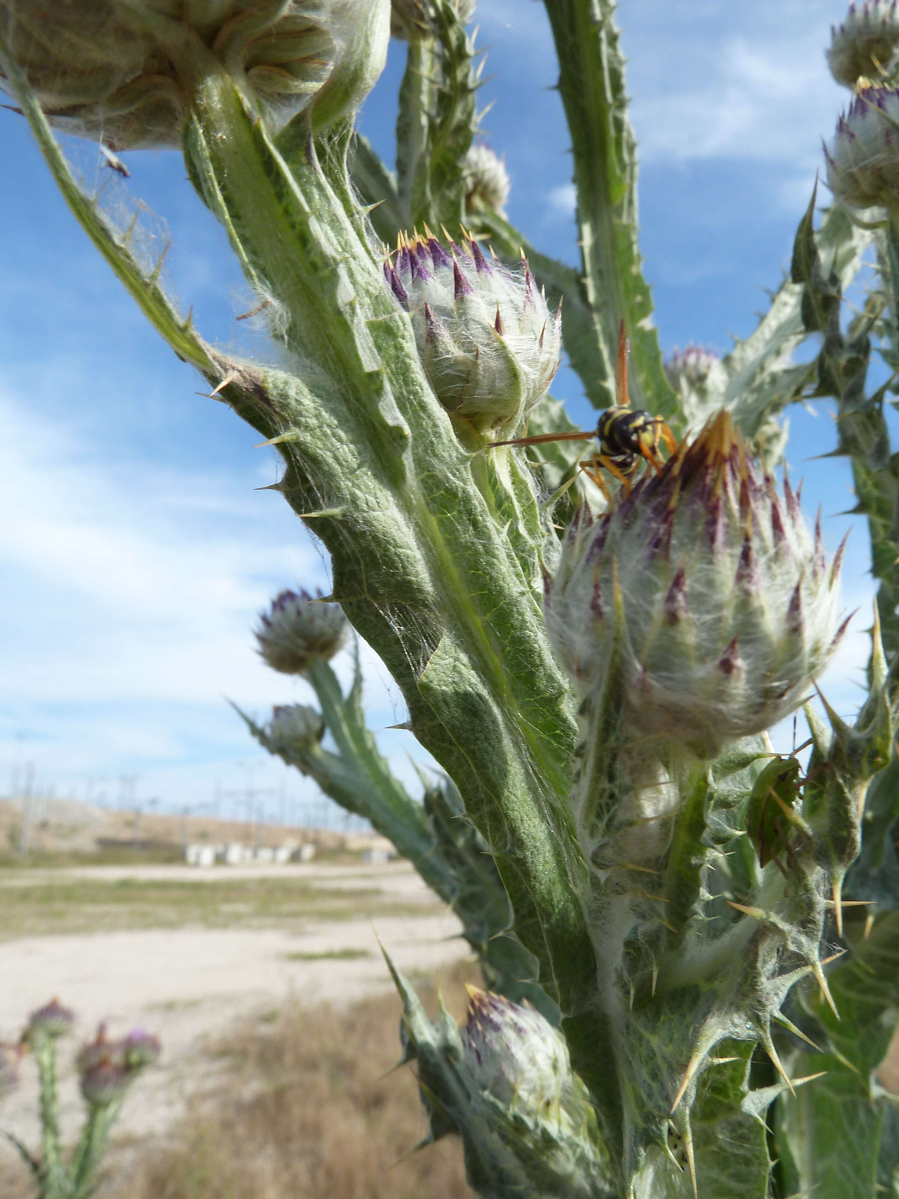 Image of Moor's Cotton Thistle