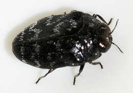 Image of Metallic wood-boring beetle