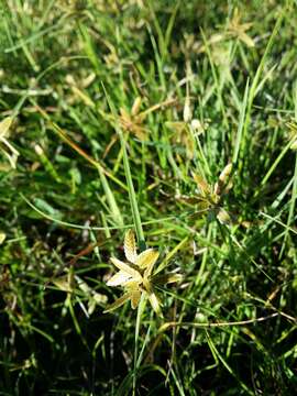 Image of Yellow Flat Sedge