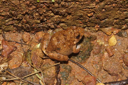 Minervarya rufescens (Jerdon 1853)的圖片