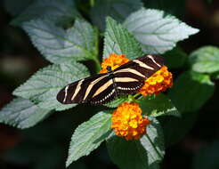 Image of Zebra Longwing