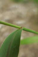 Imagem de Setaria viridis (L.) P. Beauv.