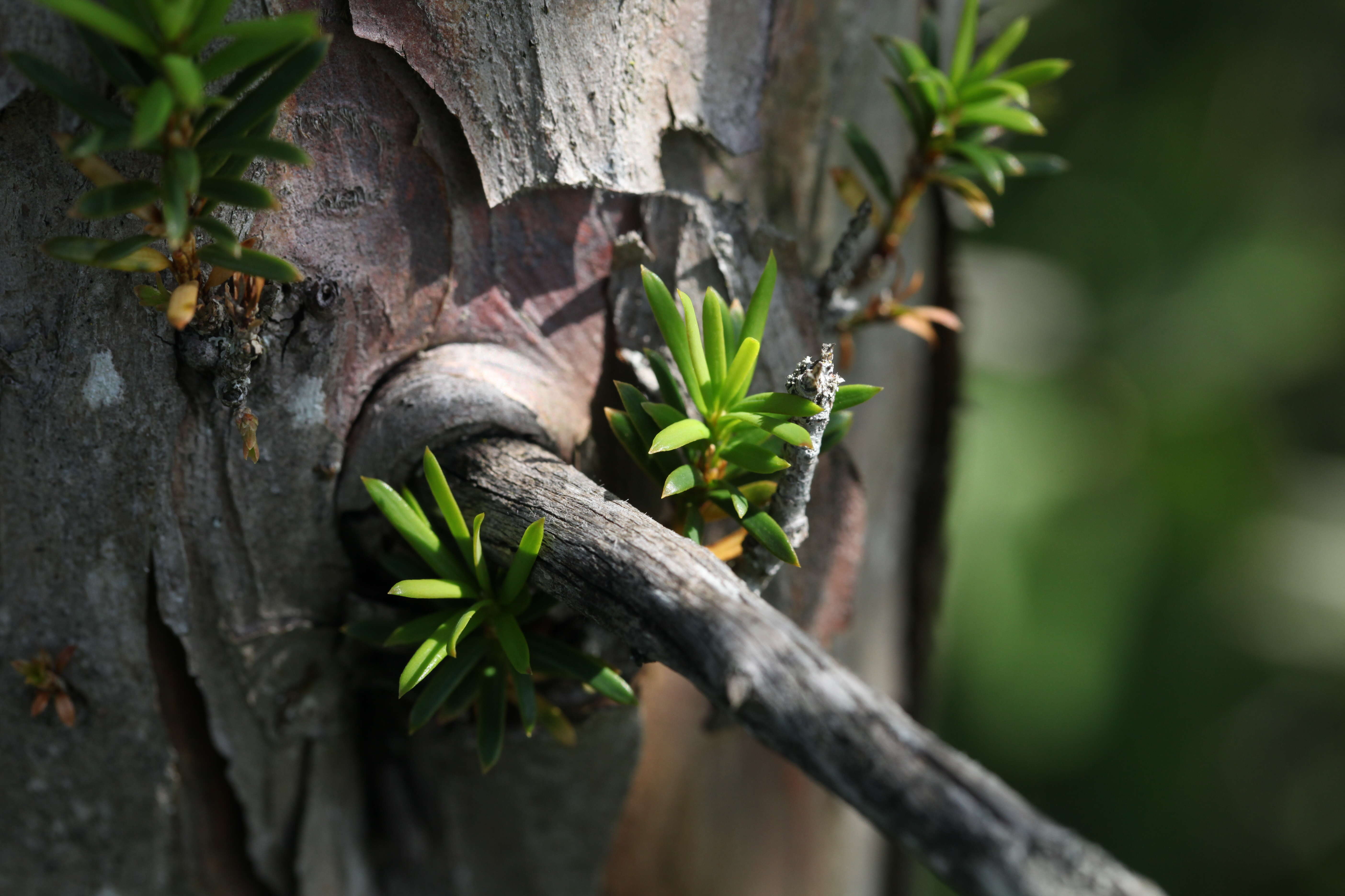 Image of English yew