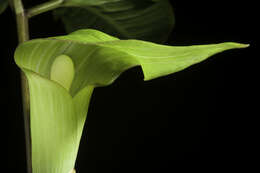 Image of Arisaema sazensoo (Blume) Makino