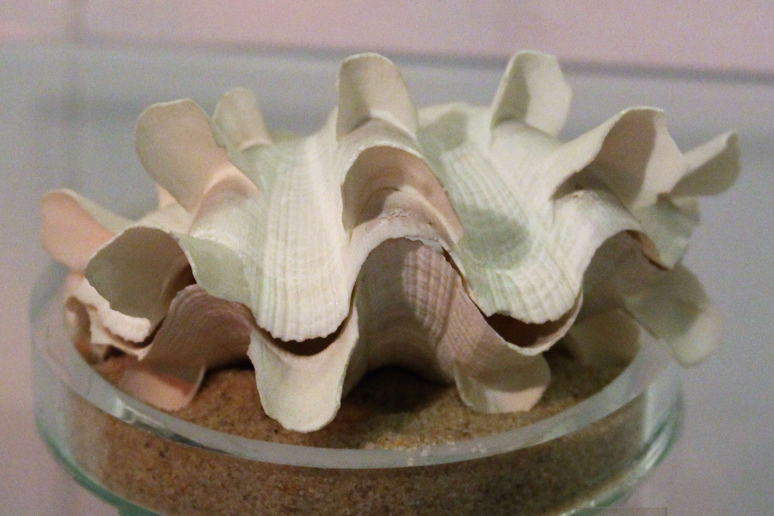 Image of Fluted Clam