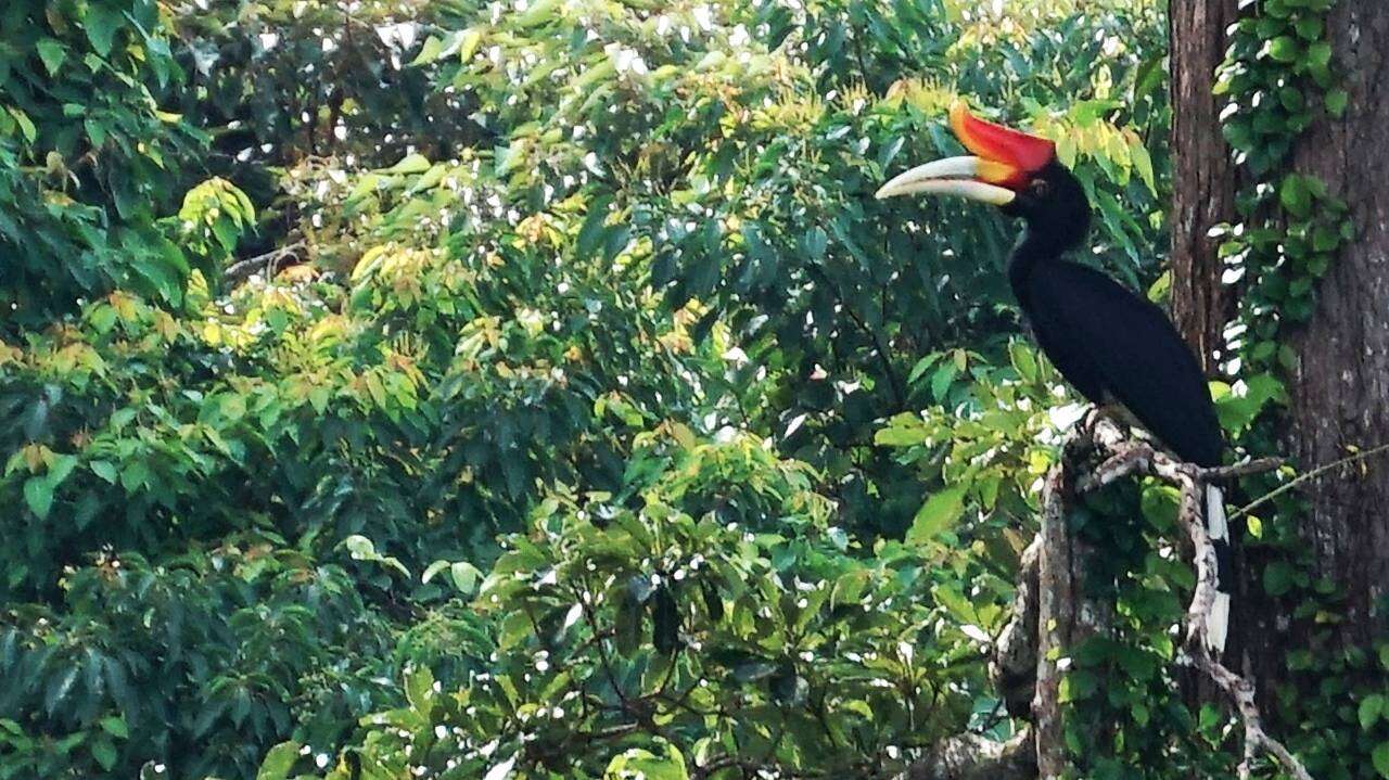 Image of Rhinoceros Hornbill