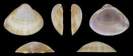 Image of rayed trough clam