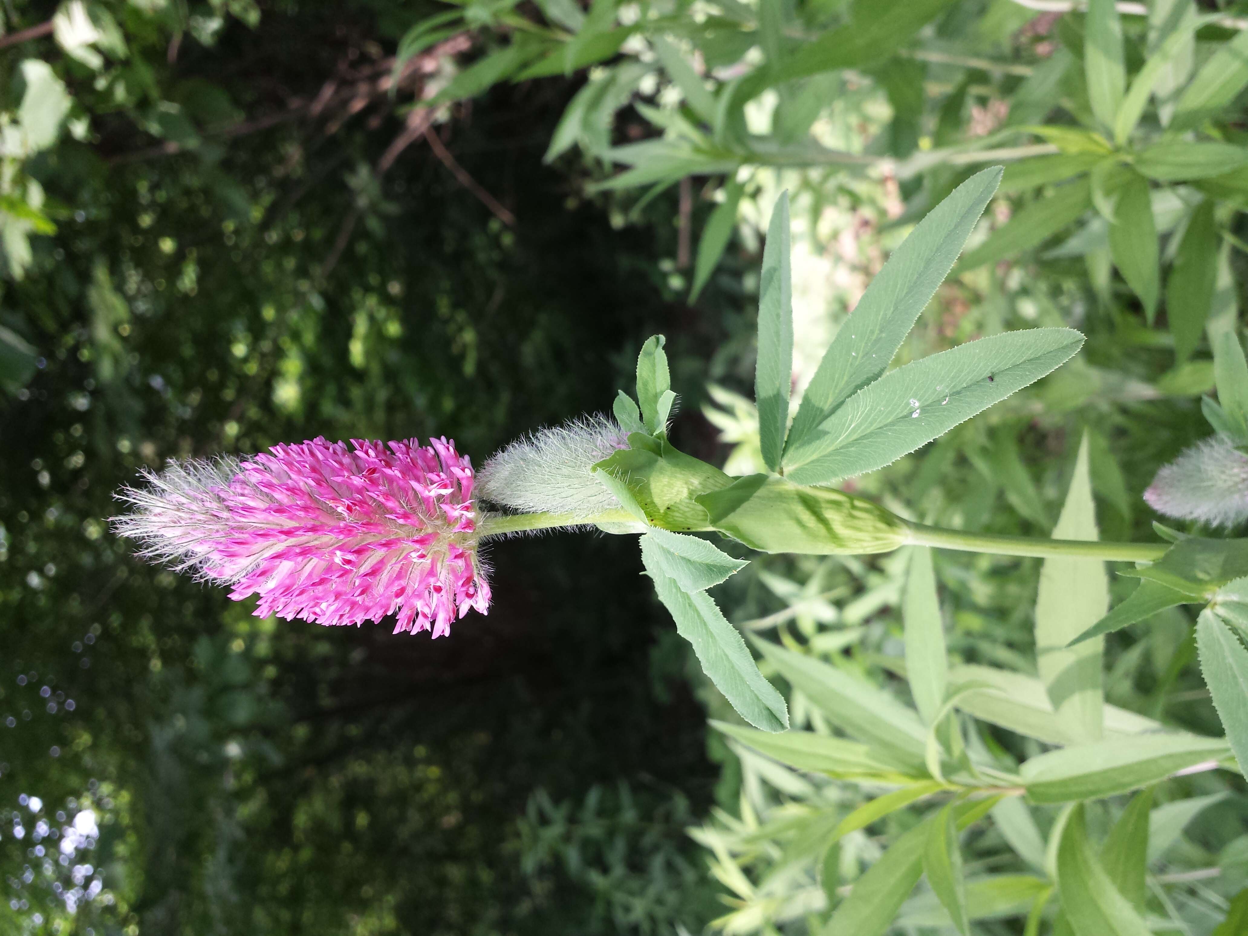 狐尾车轴草的圖片