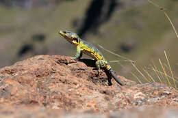 Image of Drakensberg Crag Lizard