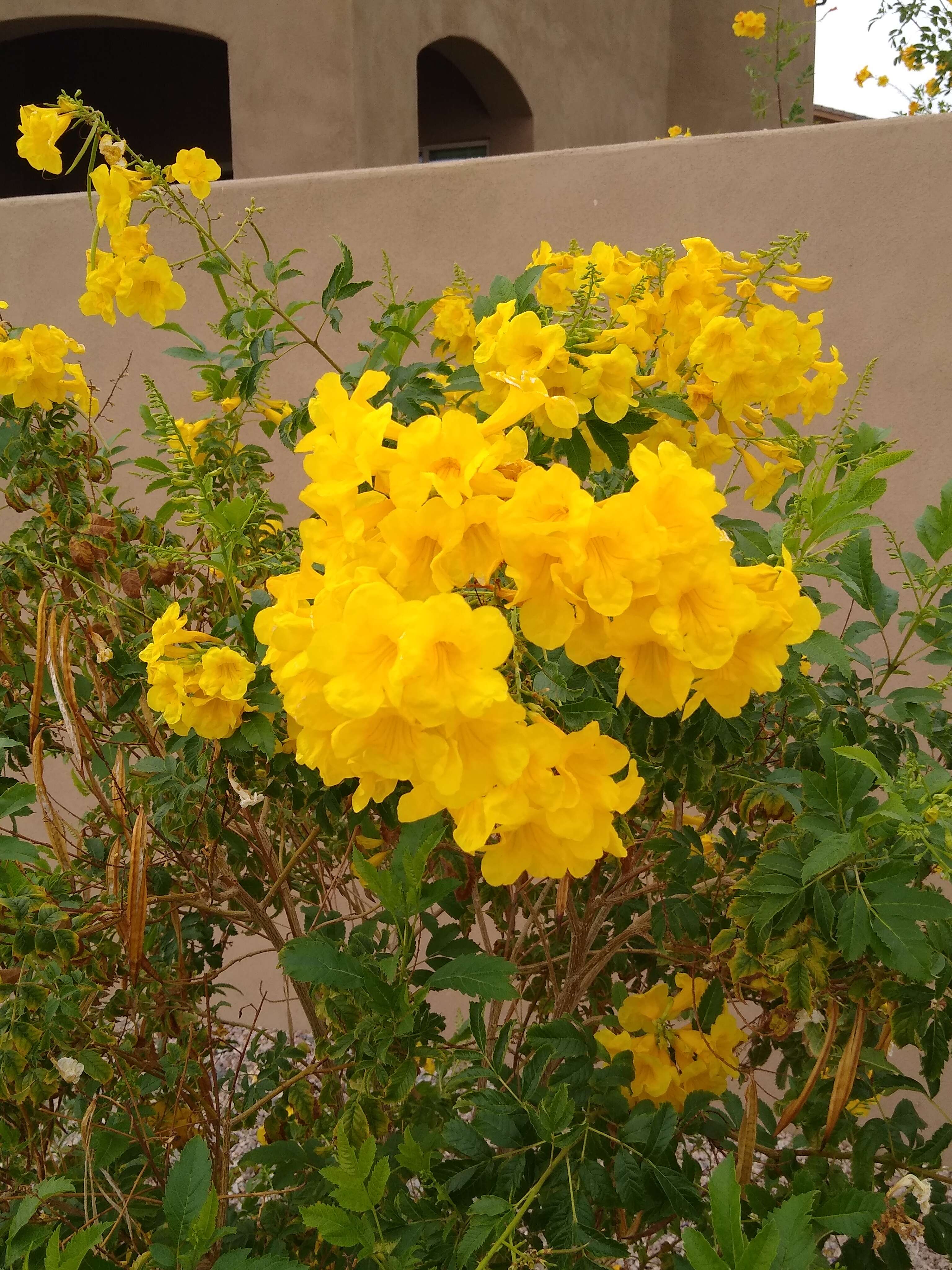 Image of Yellow bells