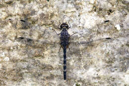 Image of Konkan Rockdweller