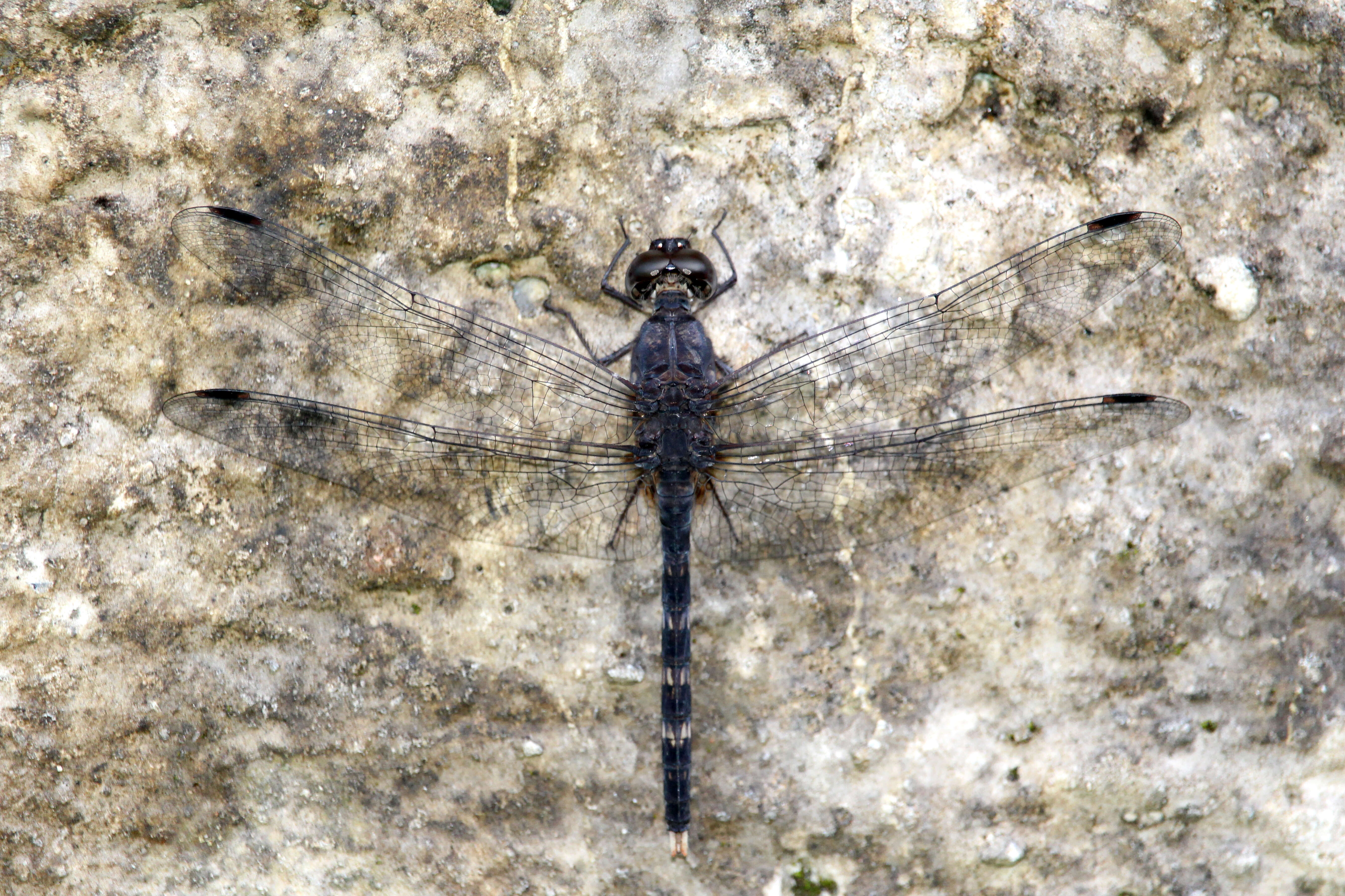 Image of Konkan Rockdweller