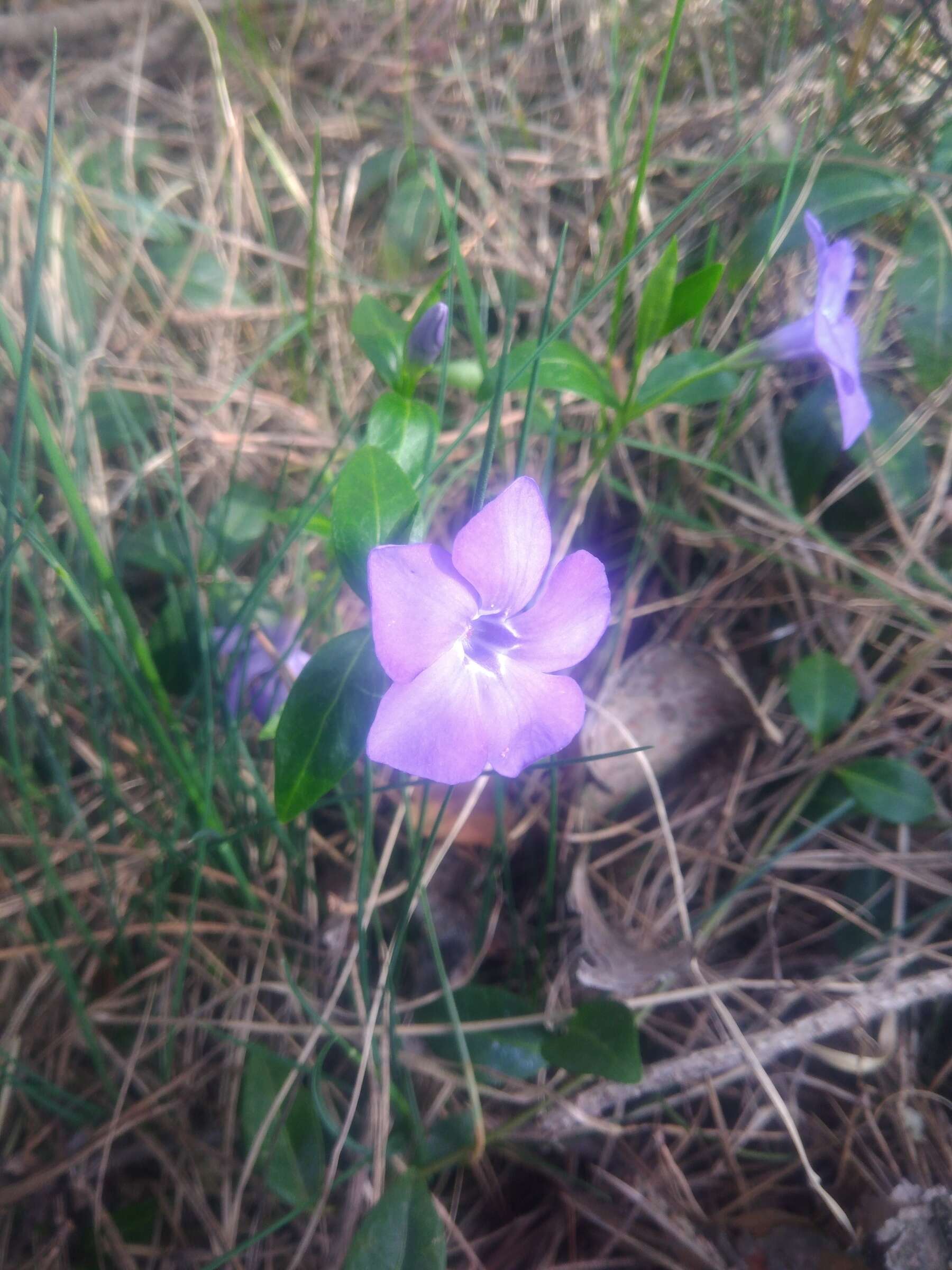 Image of Common Periwinkle