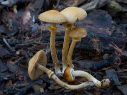 Image of Conocybe rugosa (Peck) Watling 1981